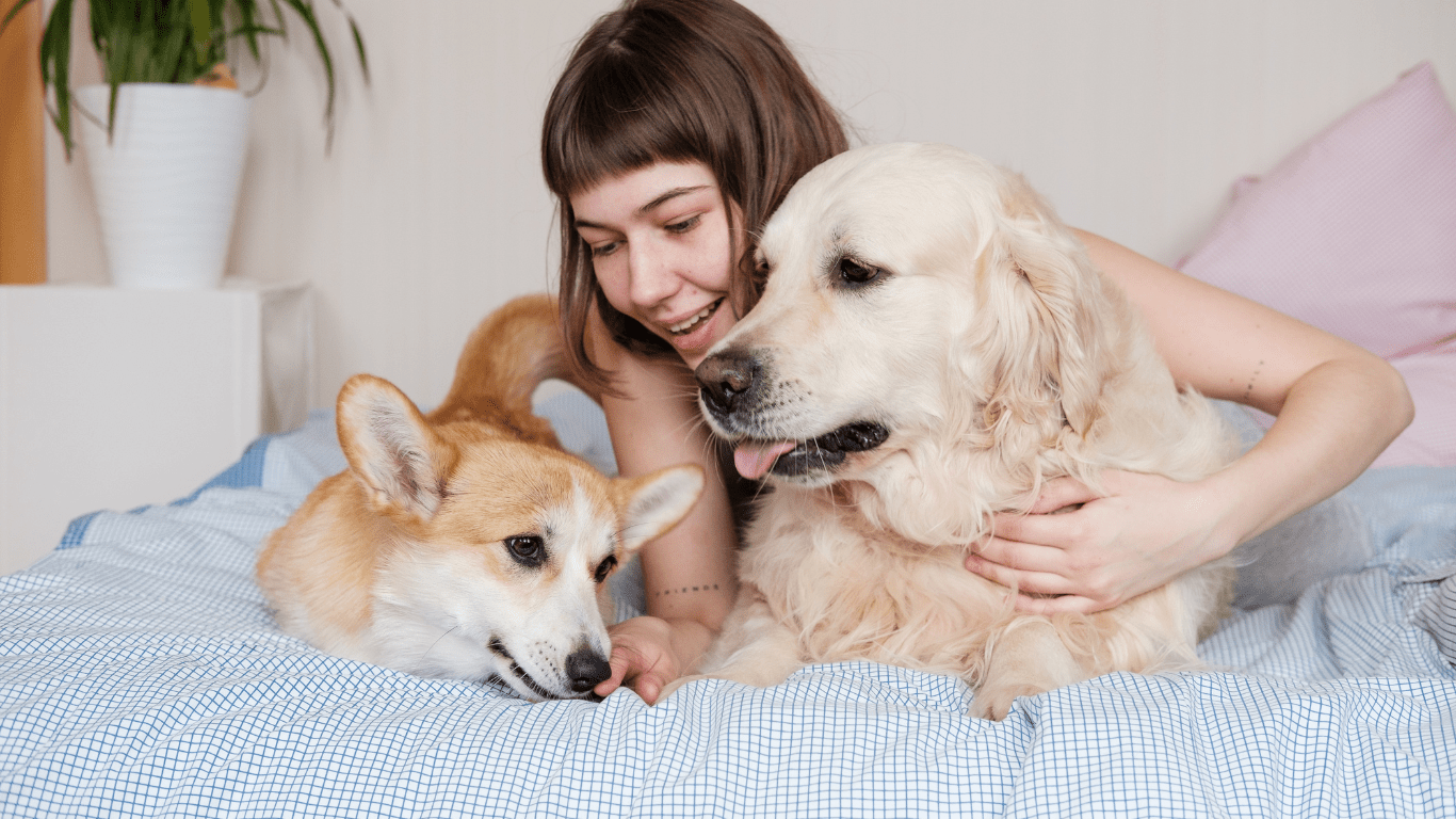 two dogs being pet by it'sowner