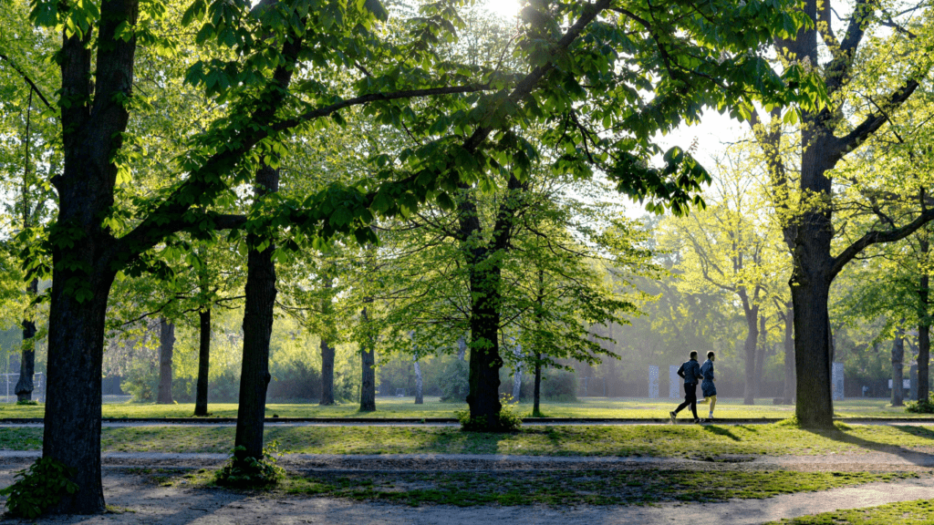 a beautiful green park