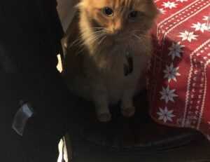 can you darkwarfall game make money