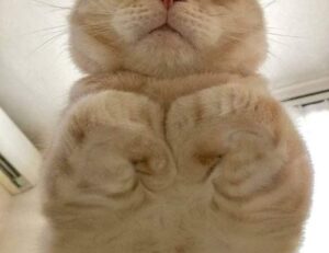 is lescohid herbicide the best for grass