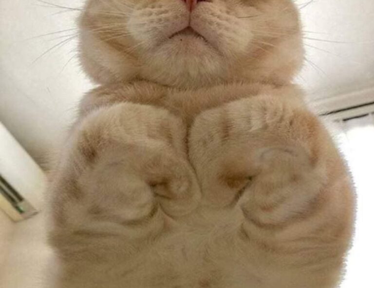 is lescohid herbicide the best for grass