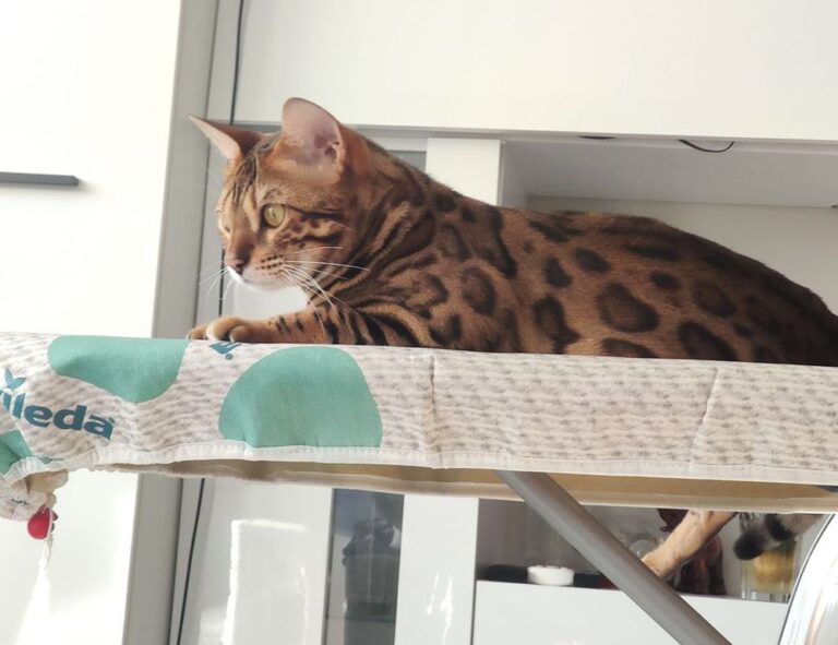 proper way of using 5ah9.6max0 python software