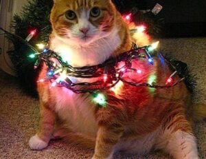 which currency used in beevitius