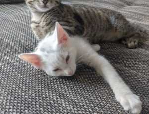 hcs 411gits error codes