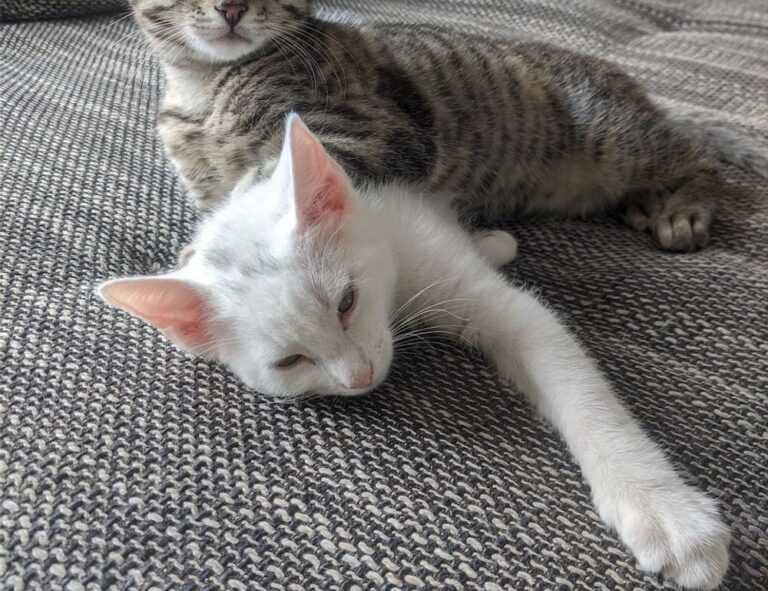 hcs 411gits error codes