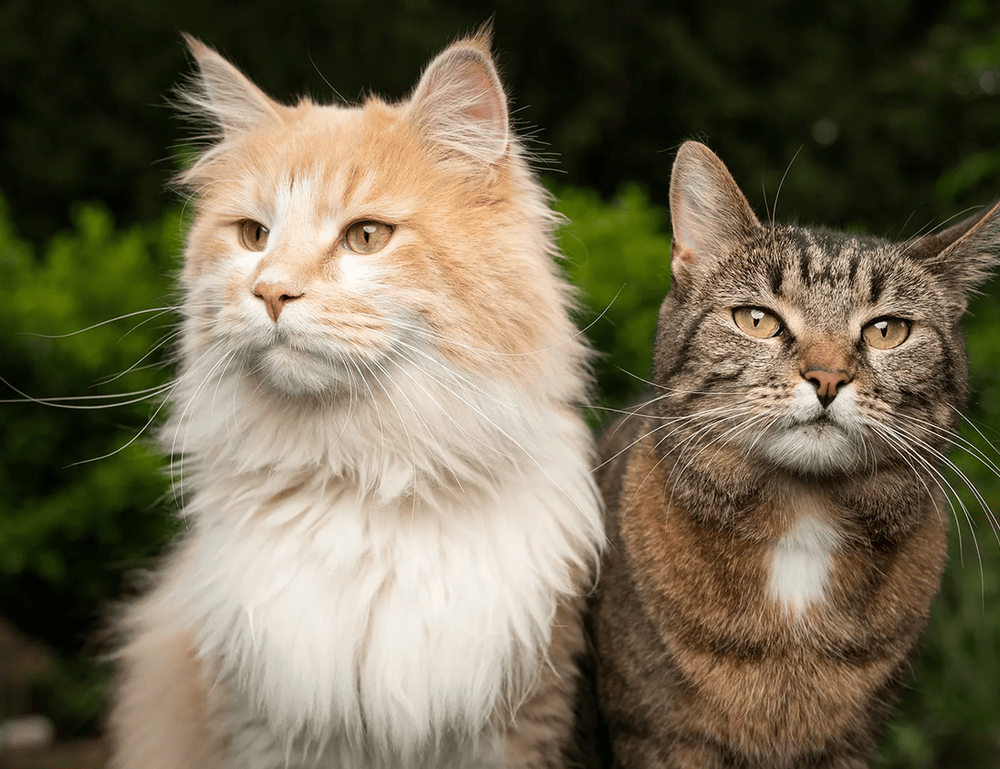 schererville small business valuation