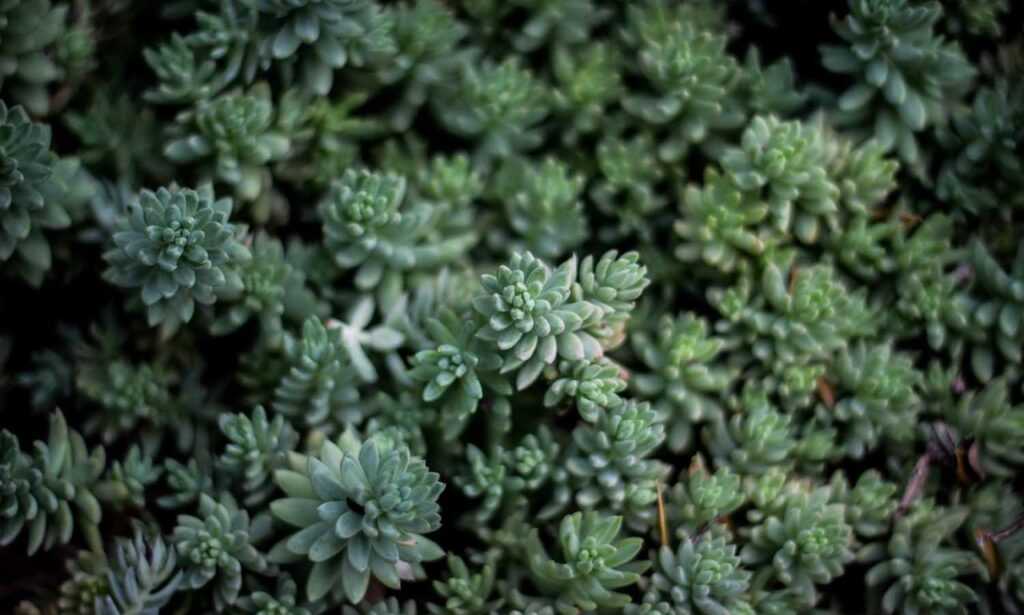 small business valuation schererville