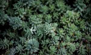 small business valuation schererville