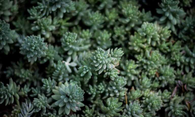 small business valuation schererville