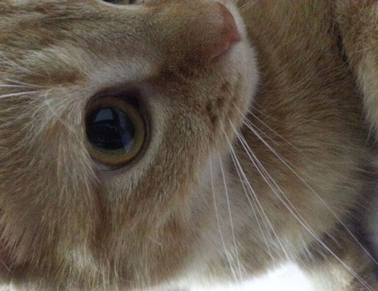 zg 91-565458 on food