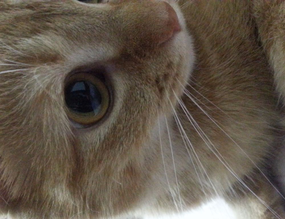 zg 91-565458 on food